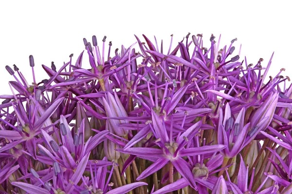 Purple flowers of ornamental onion hybrid Globemaster isolated o — Stock Photo, Image