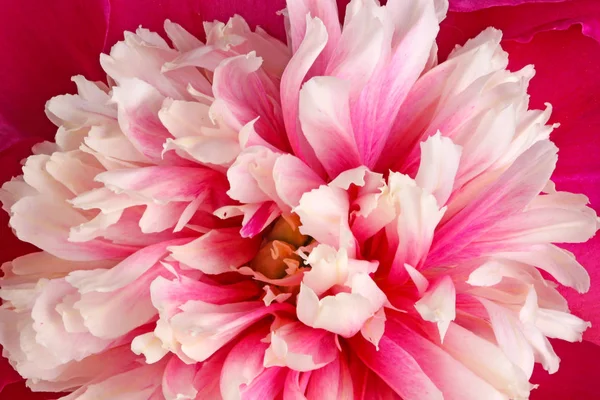 Detailní záběr růžové, červené a bílé pivoňkové květiny vyplňuje rámeček — Stock fotografie