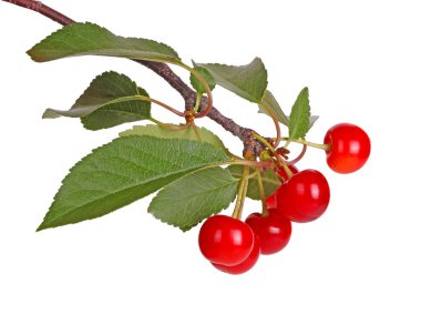 Branch with sour cherry leaves and fruit isolated clipart