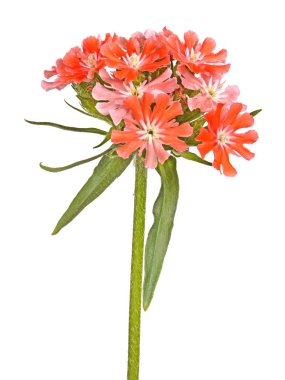 Bright salmon-colored flowers of Maltese cross isolated against 