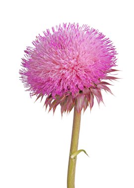 Beyaz izole bir misk thistle çiçek