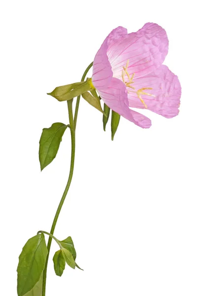 Bright pink and yellow flower of an evening primrose isolated ag — Stock Photo, Image