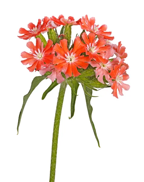 Bright salmon-colored flowers of Maltese cross isolated against — Stockfoto