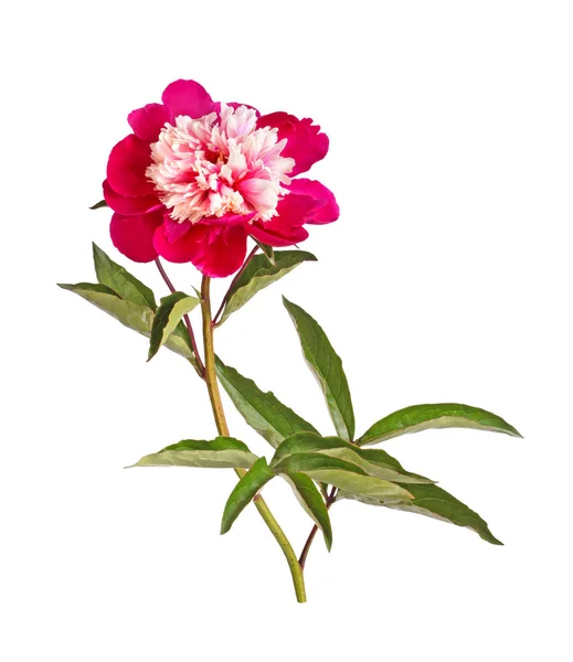 Flor peônia forma de anêmona vermelha e branca, caule e folhas no whit — Fotografia de Stock