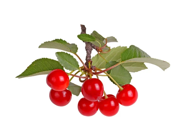 Branch with sour cherry leaves and fruit isolated — Stock Photo, Image