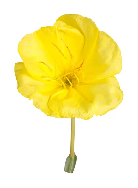 Bright yellow flower of the Missouri evening primrose isolated a — Stockfoto