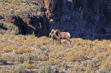 Rocky Mountain bighorn sheep near Taos, New Mexico