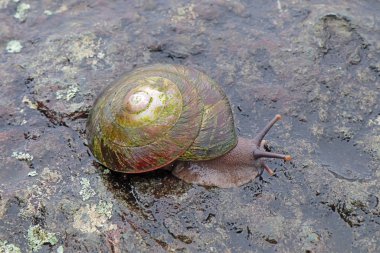 Tree snail on rocks in Puerto Rico
