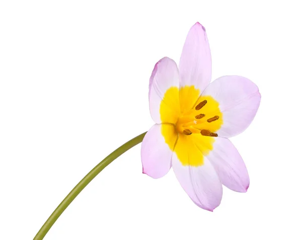 Fleur simple d'une tulipe lilas et jaune isolée — Photo
