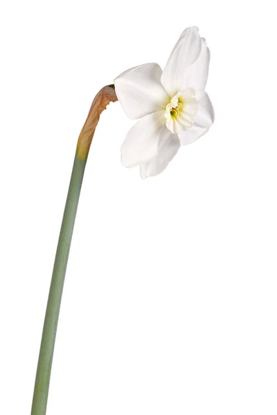 Flor única de uma cultivar de narciso contra um fundo branco — Fotografia de Stock