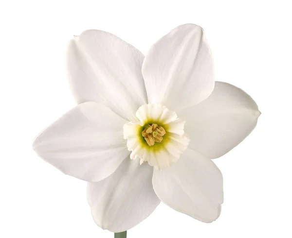 Narsissilajikkeen yksittäinen kukka valkoisella pohjalla — kuvapankkivalokuva