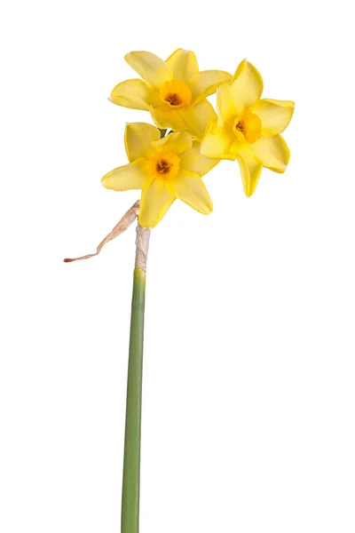 Стовбур з трьома квітками жовтого сорту нарцисів ізольований — стокове фото