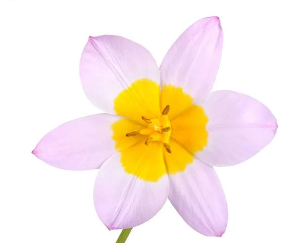 Single flower of a lilac and yellow tulip isolated Stockbild