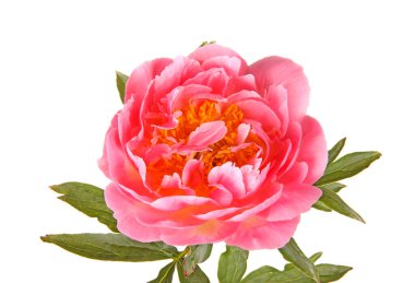 Beyaz bir arka planda izole edilmiş bir çift çiçek, kök ve yapraklı somon pembesi şakayığı (Paeonia lactiflora) tarikatı