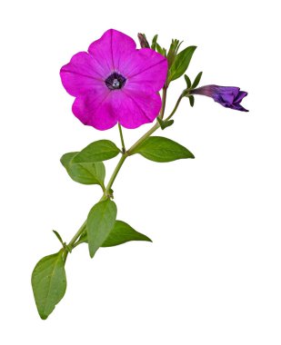 Parlak morumsu çiçekli ve gelişmekte olan petunya tomurcuğu (Petunia hybrida) beyaz arka planda izole edilmiş tek bir kök