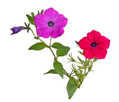 Petunya melezinden (Petunia hybrida) parlak kırmızı ve morumsu çiçekleri olan iki kök beyaz bir arkaplanda izole edilmiştir.