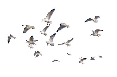 Halka gagalı martılar (Larus delawarensis) beyaz bir arkaplanda izole bir şekilde uçuyor