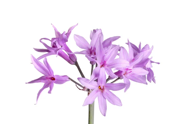 Closeup Single Stem Umbel Purple Flowers Society Garlic Pink Agapanthus — Stock Photo, Image