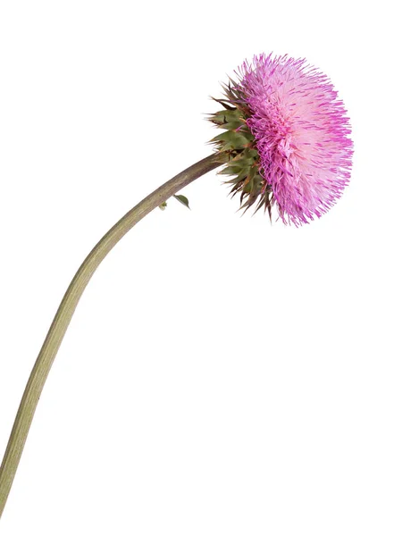 Single Stem Compound Flower Musk Thistle Carduus Nutans Isolated White — Stock Photo, Image