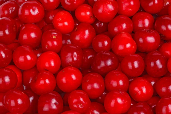 Numerous Ripe Red Fruit Sour Cherries Prunus Cerasus Fill Frame — ストック写真