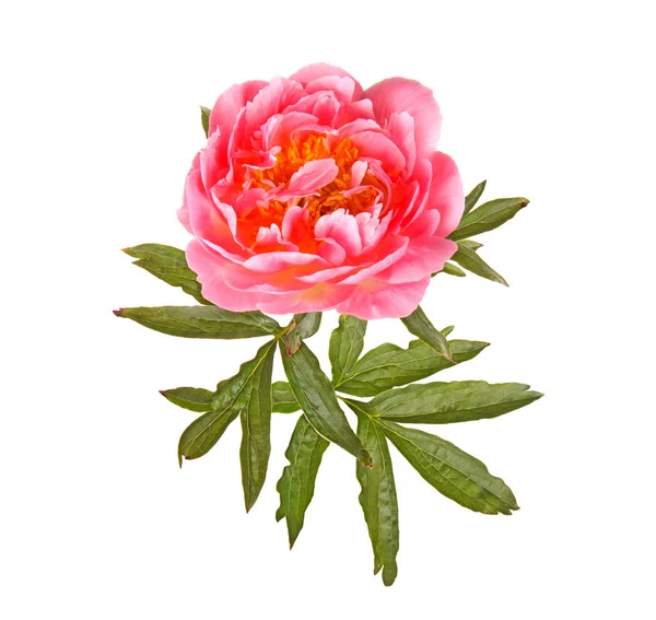 One Double Flower Leaves Salmony Pink Peony Paeonia Lactiflora Cultivar — Stock Photo, Image