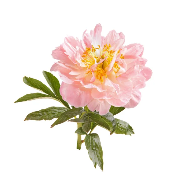 Один Двойной Цветок Стебель Листья Светло Розового Пиона Paeonia Lactiflora — стоковое фото