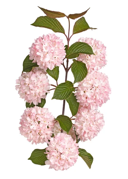 Цветы Листья Стебли Снежного Вибурнума Viburnum Plicatum Forma Plicatum Сорта — стоковое фото