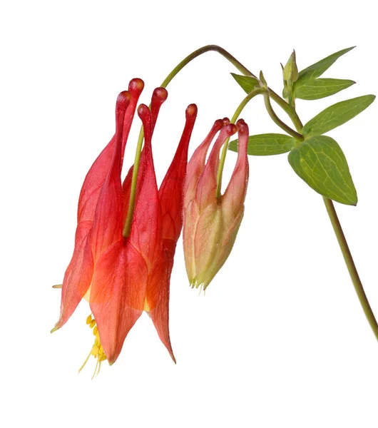 東赤またはカナダ のコロンビン Aquilegia Canadensis の単一のノード状の赤と黄色の花を持つ茎と白い背景に対して隔離された芽を発達させる — ストック写真