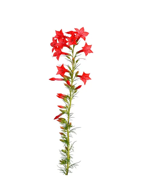 Tallo Único Con Flores Color Rojo Brillante Ipomopsis Aggregata Cultivar — Foto de Stock