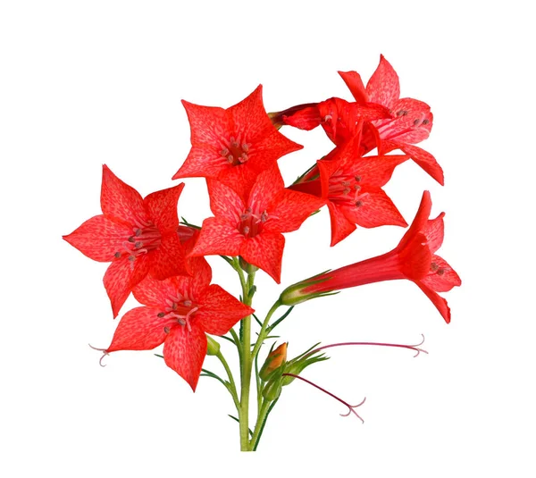 Spray Bright Red Flowers Ipomopsis Aggregata Cultivar Hummingbird Also Called — Stock Photo, Image