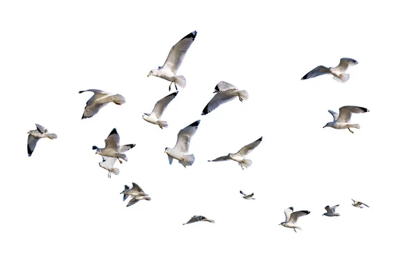 Gaivotas Bico Anelado Larus Delawarensis Voo Isolado Contra Fundo Branco — Fotografia de Stock