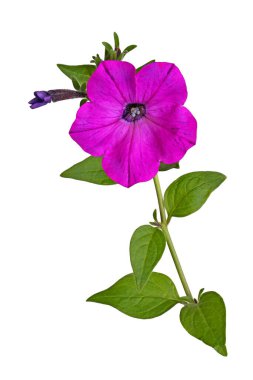 Parlak morumsu çiçekli ve gelişmekte olan petunya tomurcuğu (Petunia hybrida) beyaz arka planda izole edilmiş tek bir kök