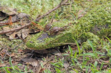 Yavru Amerikan timsahı (Timsah Missippiensis), Güney Carolina 'nın Hilton Adası yakınlarındaki Bluffton Adası' ndaki Pinckney Adası Ulusal Yaban Hayatı Sığınağı 'nda bulunan bir göletin kenarında yaygın ördek yosunu (Lemna minor) ile kaplıdır.