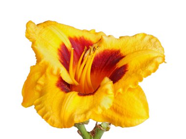 Beyaz bir arkaplanda izole edilmiş kırmızı ve sarı bir çiçek (Hemerocallis melezi) olan tek bir sapın yakın çekimi