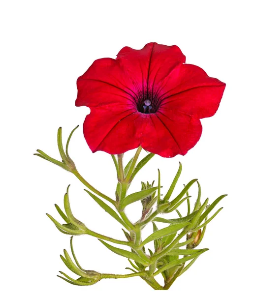 Gambo Singolo Con Fiore Rosso Brillante Petunie Petunia Hybrida Isolato — Foto Stock