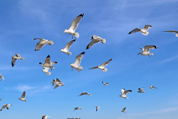 Gaviotas Pico Anular Larus Delawarensis Vuelo Contra Cielo Azul Brillante —  Fotos de Stock