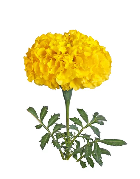 Single Stem Full Yellow Flower Marigold Tagetes Species Isolated White — Stock Photo, Image