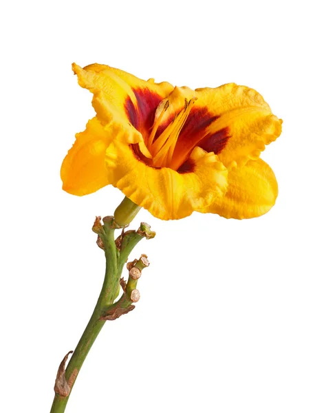 Одиночный Стебель Красным Желтым Цветком Дневной Лилии Гибрид Гемерокаллиса Изолирован — стоковое фото