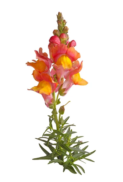 Enda Stjälk Blad Med Gula Rosa Och Orange Blommor Snapdragon — Stockfoto