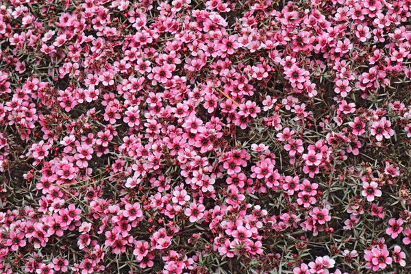 Četné Malé Růžové Květy Hybridního Australského Čajovníku Leptospermum Vyplňují Rám — Stock fotografie