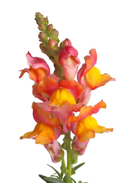 Primer Plano Flores Amarillas Rosadas Anaranjadas Snapdragon Antirrhinum Majus Aisladas — Foto de Stock