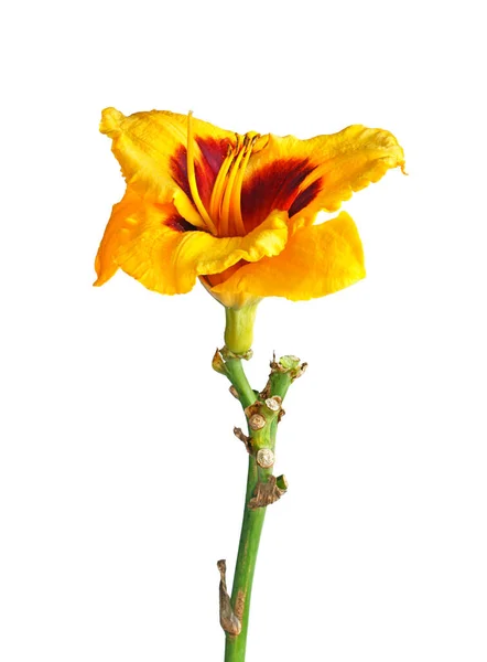 Pojedyncza Łodyga Czerwonym Żółtym Kwiatem Lilii Dziennej Hybryda Hemerocallis Wyizolowana — Zdjęcie stockowe