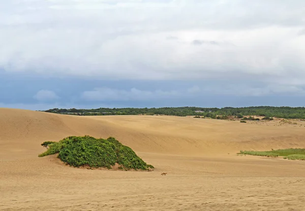 Små Röda Räv Vulpes Vulpes Löper Vid Basen Stora Sanddyner — Stockfoto