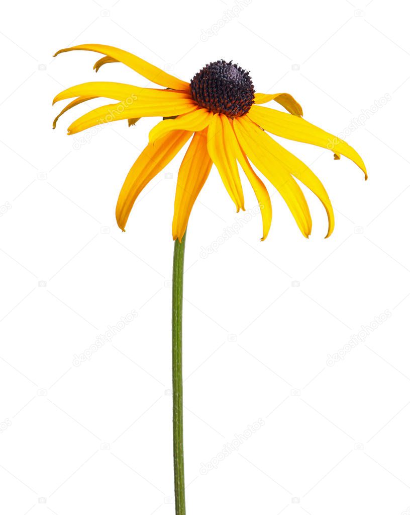 Single compound, yellow and black flower of a brown- or black-eyed Susan (Rudbeckia hirta) isolated against a white background