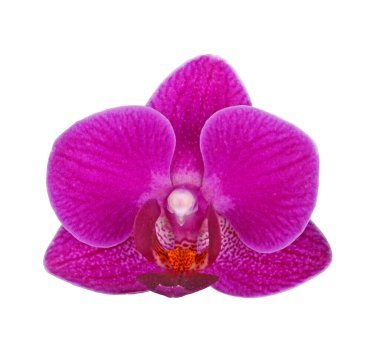 Beyaz bir arka plan karşı izole bir melez Phalaenopsis orkide tek koyu mor çiçek