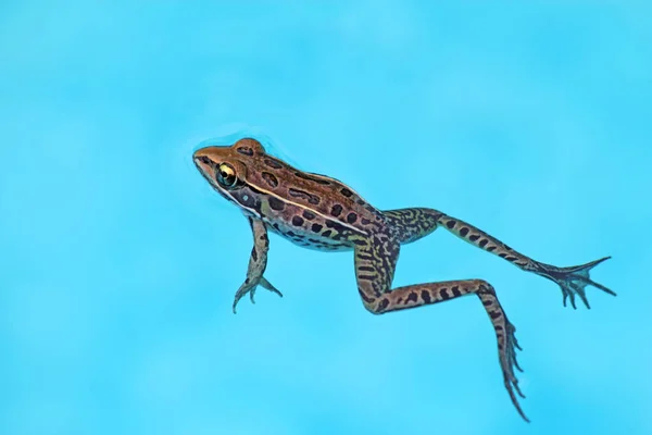 在北卡罗莱纳州一个游泳池的浅蓝色水面上 成年的南方豹蛙 Rana Sphenocephala 漂浮在水面上 — 图库照片