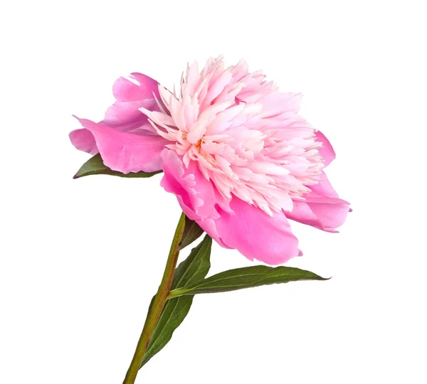 Стебель Листья Цветок Розовый Белый Пион Анемоновый Изолированный Белом Фоне — стоковое фото