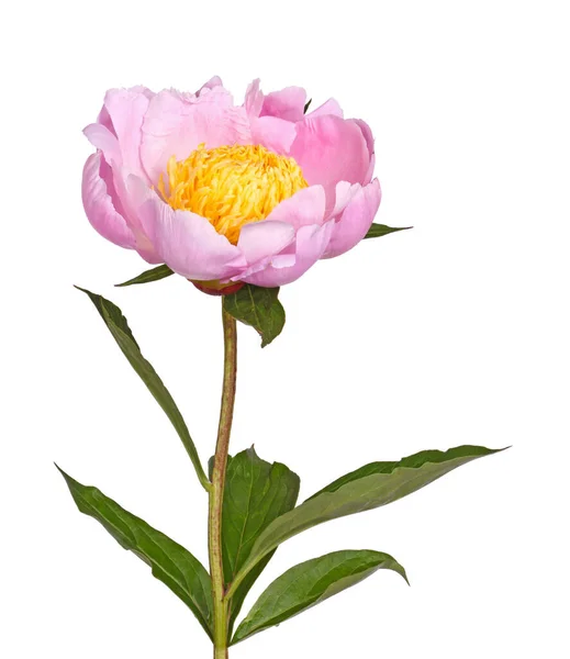 Stem Leaves Flower Single Pink Peony Bright Yellow Stamens Isolated — Stock Photo, Image