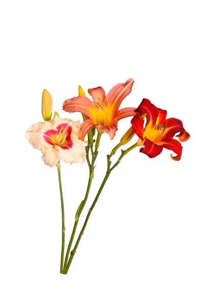 白い背景から分離された未開封の芽を持つ様々な色の異なる品種のユリの花を持つ3つの茎 — ストック写真