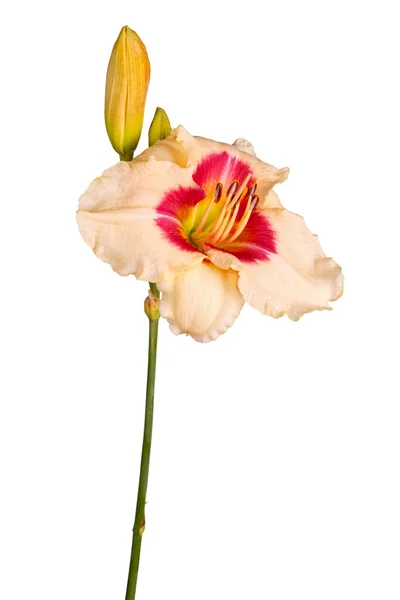 赤と白のスイレンの花と白い背景に対して隔離された未開封の芽を持つ単茎 — ストック写真